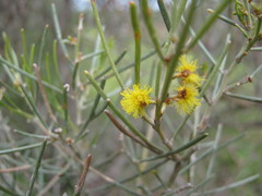 Acacia rigens