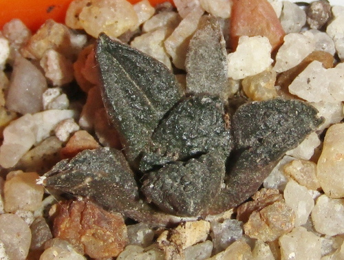 Ariocarpus bravoanus hintonii