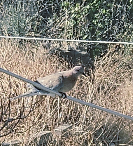 Laughing Dove