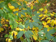 Stauntonia hexaphylla