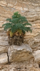 Seseli crithmifolium