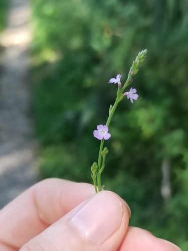 Common vervain