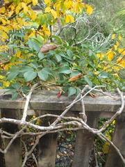 Stauntonia hexaphylla