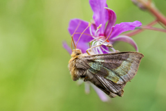 Diachrysia chrysitis