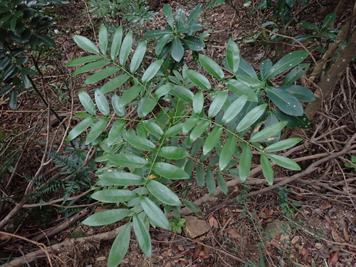 Ormosia emarginata observed 2026-09-03