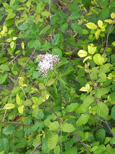 hemp agrimony
