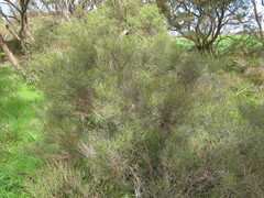 Acacia rigens