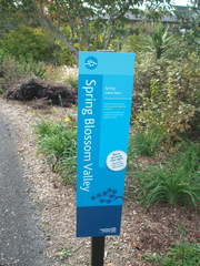 Stauntonia hexaphylla