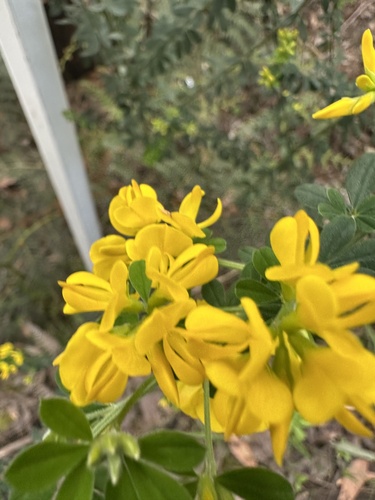 French broom