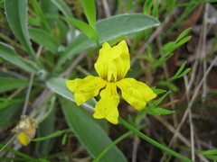 Goodenia willisiana