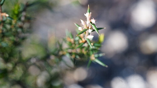 Styphelia recurvisepala observed 2026-09-05