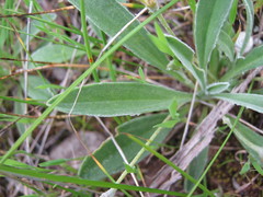 Goodenia willisiana
