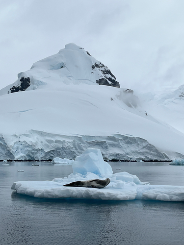 Leopard seal