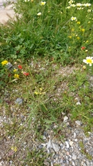 Sisymbrium orientale