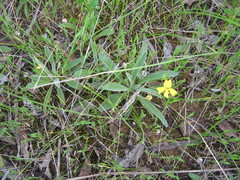Goodenia willisiana