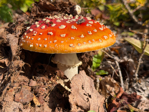Fly Agaric
