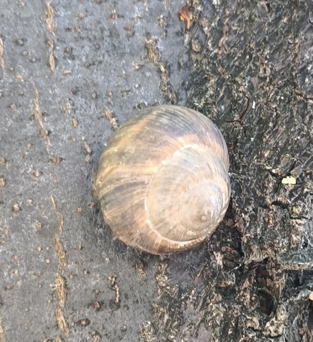Turkish Snail