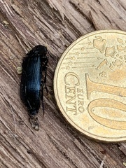Melandryidae