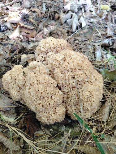 Cauliflower Fungus