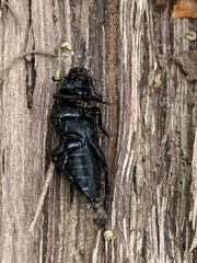 Melandryidae