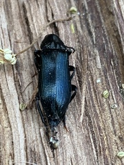 Melandryidae