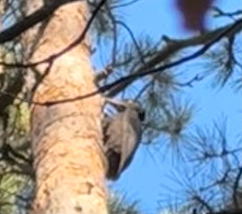 Black Woodpecker