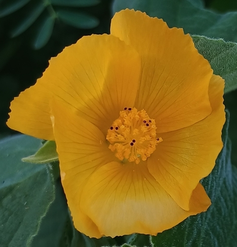 Abutilon grandifolium observed 2026-09-04