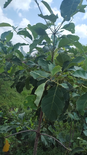 Terminalia bellirica observed 2026-09-05