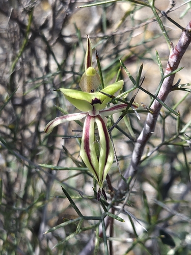 Ant Orchid