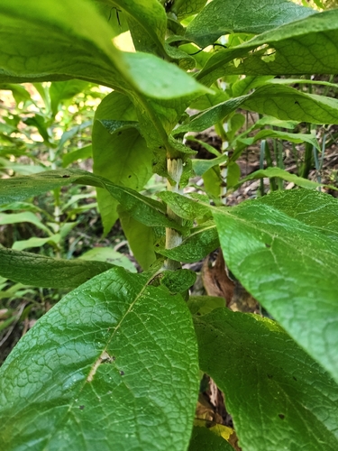 Calomeria amaranthoides, 2026-09-05