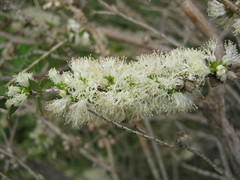 Melaleuca acuminata