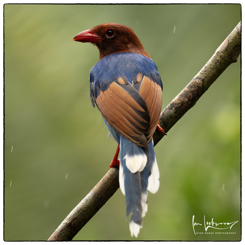Sri Lanka Blue-Magpie