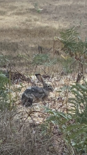 iNaturalist observation photo of Black-tailed Jackrabbit