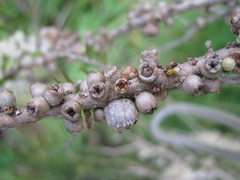 Melaleuca acuminata