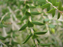 Melaleuca acuminata