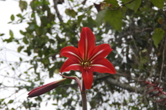 Hippeastrum vittatum