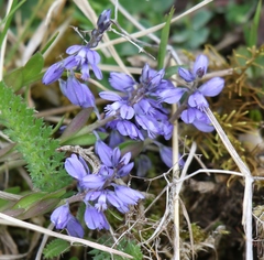 Polygala alpestris