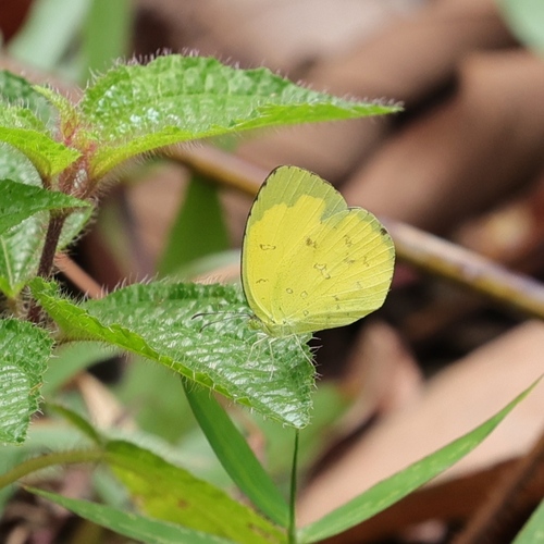 Common Grass Yellow