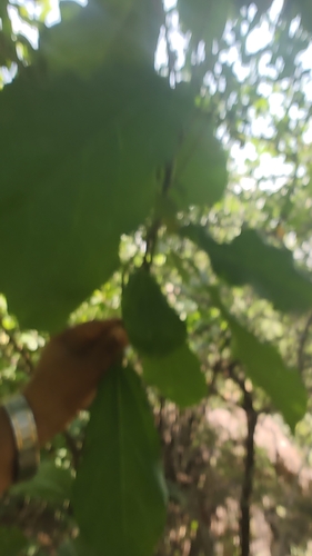 Aristolochia indica, 2026-09-05