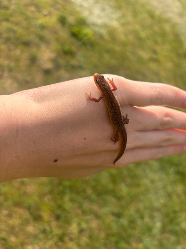 Smooth Newt