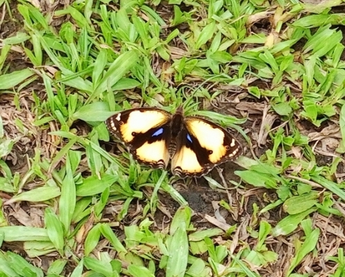 Yellow Pansy