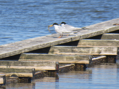 iNaturalist image