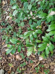Ruscus colchicus