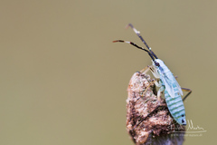 Cyllecoris histrionius