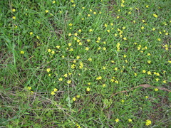 Goodenia willisiana