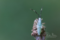 Cyllecoris histrionius
