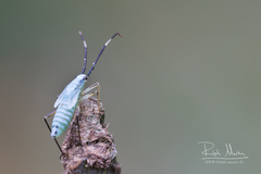 Cyllecoris histrionius