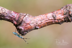 Cyllecoris histrionius