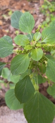 (c) Raja Sekhar Chimirala, some rights reserved (CC BY) Acalypha indica, photograph (c) Raja Sekhar Chimirala, some rights reserved (CC BY)