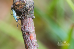 Cyllecoris histrionius